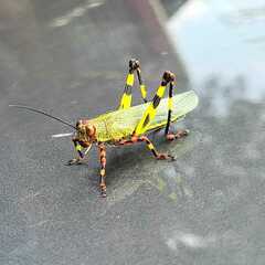 Zoniopoda tarsata