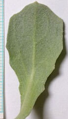 Physaria acutifolia