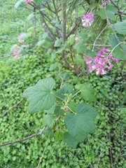 Ribes malvaceum