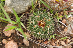 Echinofossulocactus pentacanthus