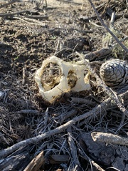 Ileodictyon cibarium