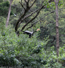 Colobus guereza matschiei