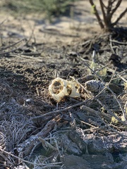 Ileodictyon cibarium