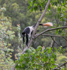 Colobus guereza matschiei