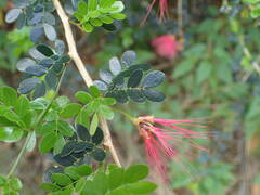 Calliandra purpurea