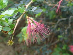 Calliandra purpurea