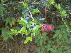 Calliandra purpurea