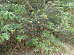 Calliandra purpurea