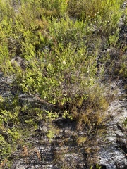 Diosma dichotoma