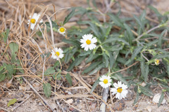 Melampodium cinereum