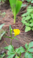 Ranunculus petiolaris