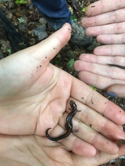 Plethodon cinereus