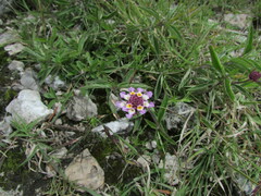 Lantana achyranthifolia
