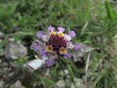 Lantana achyranthifolia