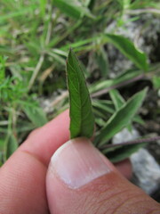Lantana achyranthifolia