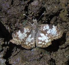 Chiomara asychis