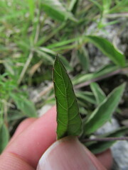 Lantana achyranthifolia