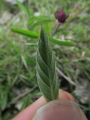 Lantana achyranthifolia