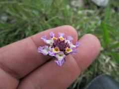 Lantana achyranthifolia