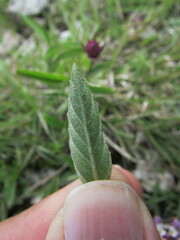 Lantana achyranthifolia