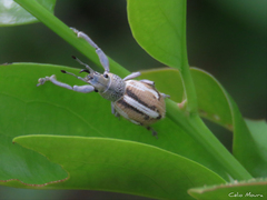 Naupactus glaucus