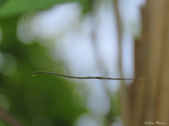 Ariamnes longissimus