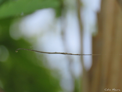 Ariamnes longissimus