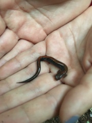 Plethodon cinereus