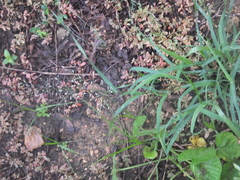 Eragrostis minor