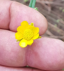 Ranunculus petiolaris