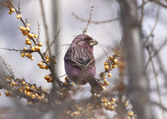 Carpodacus rhodochlamys