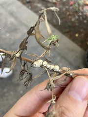 Ceroplastes