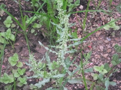 Rumex dentatus
