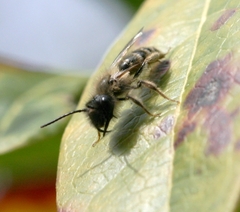Hoplandrena