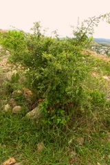 Forestiera phillyreoides