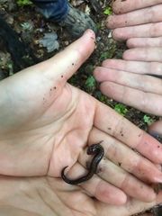 Plethodon cinereus