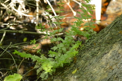 Scutellaria platensis