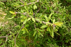 Forestiera phillyreoides