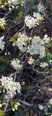 Prunus angustifolia