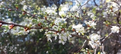 Prunus angustifolia