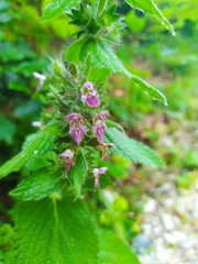 Stachys alpina