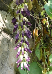 Mucuna pruriens