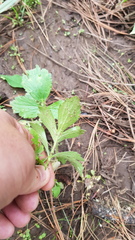 Ranunculus petiolaris