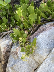 Centella triloba