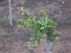 Phytoplasma