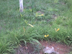 Hemerocallis citrina