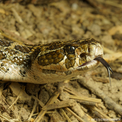 Crotalus polystictus