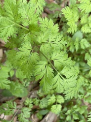 Chaerophyllum tainturieri