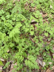 Chaerophyllum tainturieri
