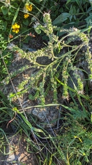 Phacelia imbricata